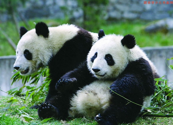 1 Day Beijing Zoo, Tiananmen & Forbidden City Tour